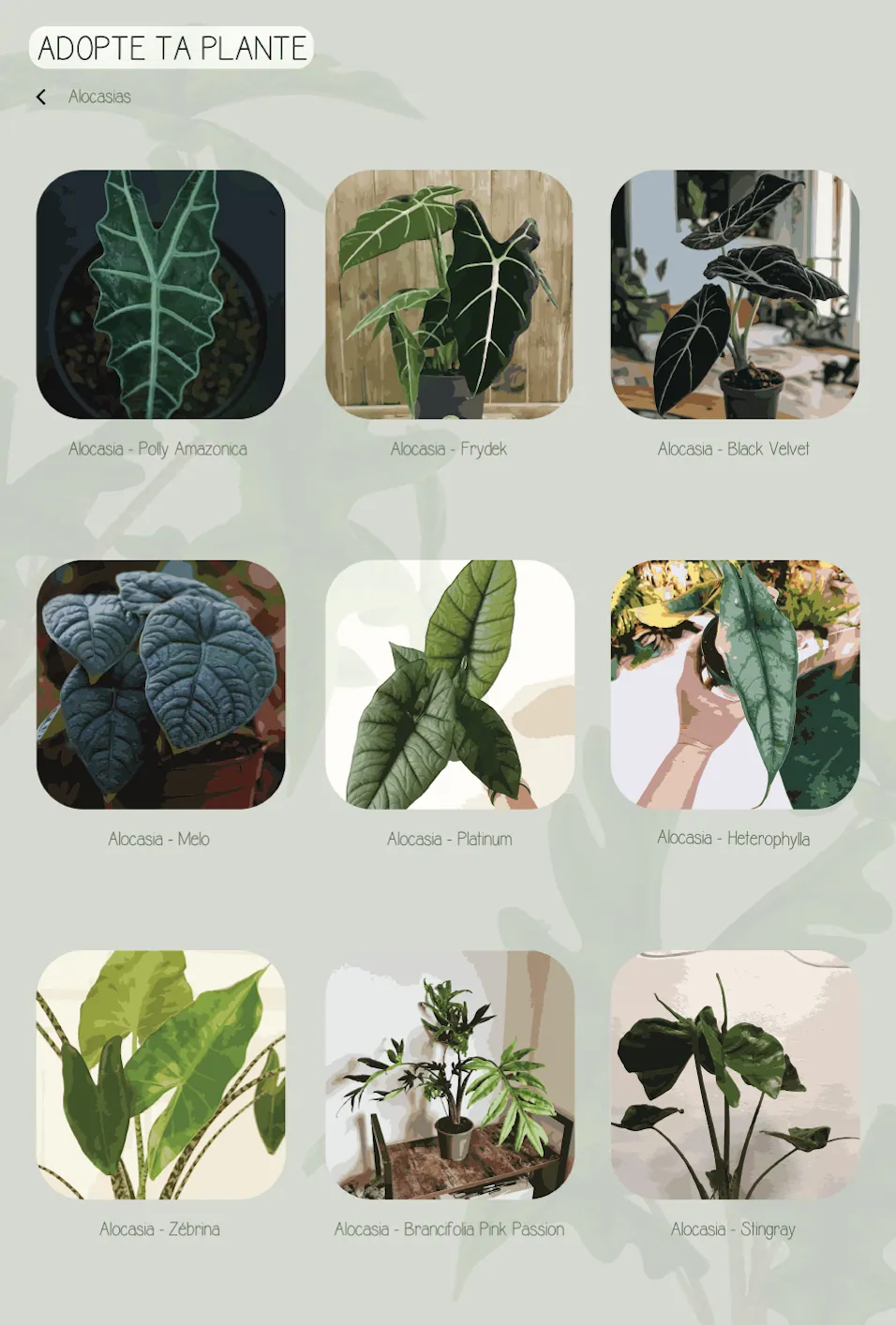 Adopte ta plante - écran